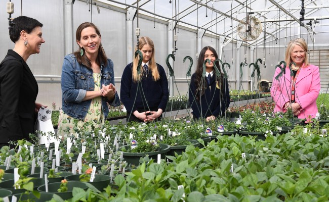 mchs rachel kinsaul greenhouse